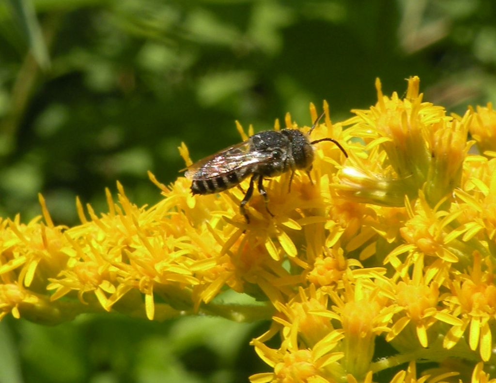 Coelioxys sp?